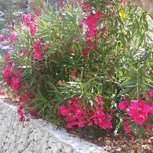 Apartment Cala Galdana Beach, Cala Galdana (Menorca)